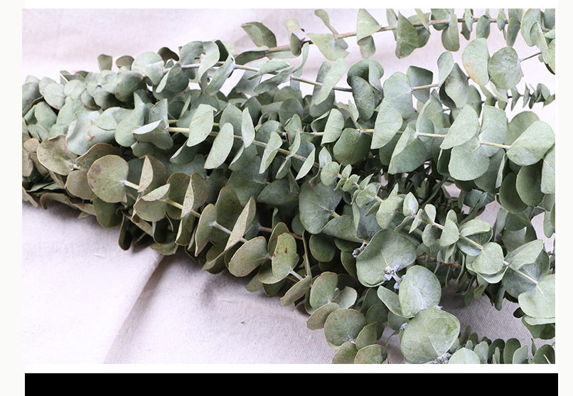 干花批发尤加利叶干花花束家居装饰插花创意花束尤加利叶干树枝