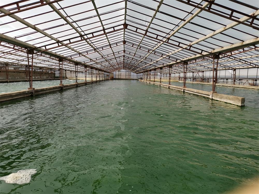 原料基地   ▲施普瑞拥有30万平米的专业化微藻养殖基地 年产600吨