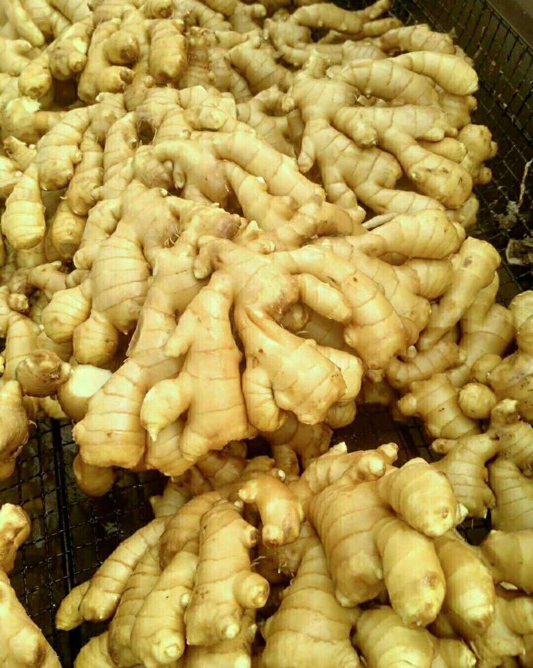 山东优质生姜 大黄姜小黄姜莱芜大肉姜竹姜姜种产地直销价格便宜