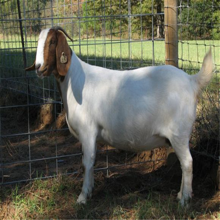 供应波尔山羊养殖场