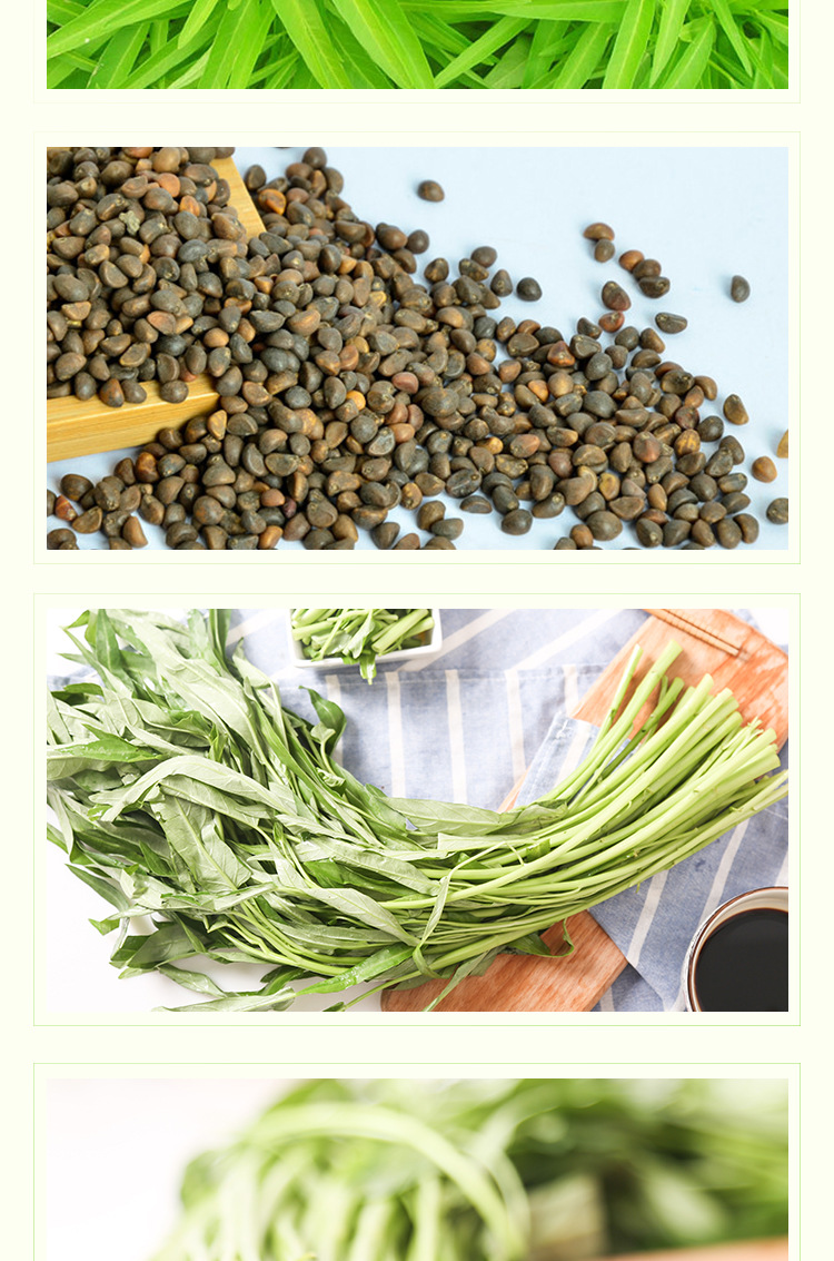 现货批发翠竹3号空心菜种子 叶片细长500克蔬菜种子基地农户选择