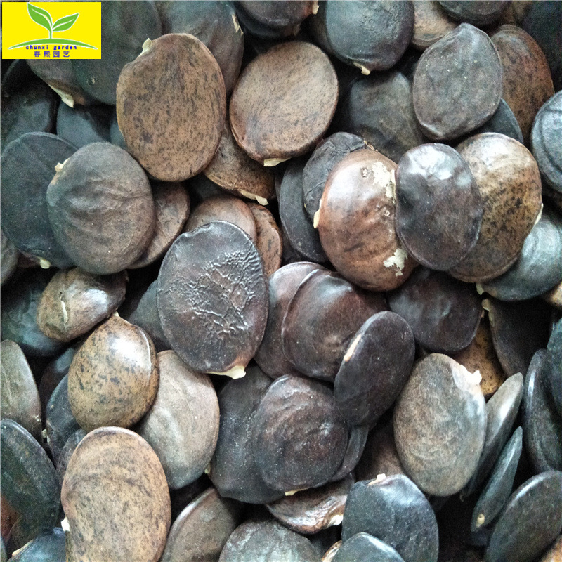 批发出售紫藤种子 颗粒饱满 出芽率高当年采摘 紫色多花紫藤种子