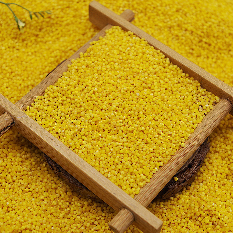 内蒙古农家特产小米 小黄米新上市能熬出米油500g 煮小米粥