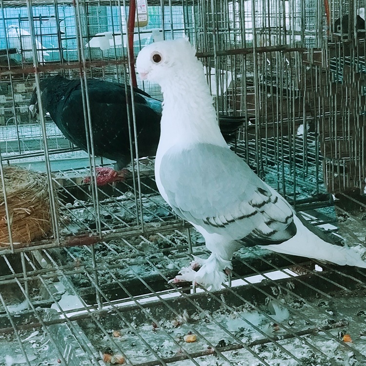 毛脚两头乌鸽子价格 豆嘴两头乌图片 两头红鸽子 两头乌鸽批发