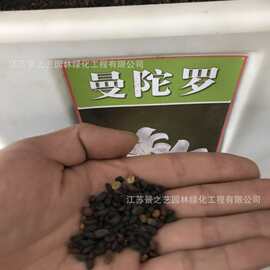 曼陀罗种子庭院花卉盆栽家庭阳台种植花草花海草花四季花卉花种籽
