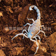 洛阳蝎子 公蝎子 泡酒蝎子 食用农产品蝎子