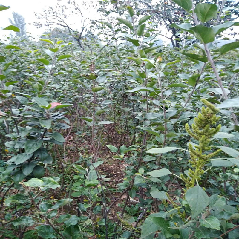 基地直销苹果苗 云南苹果树苗 1公分2公分 苹果树苗种植基地