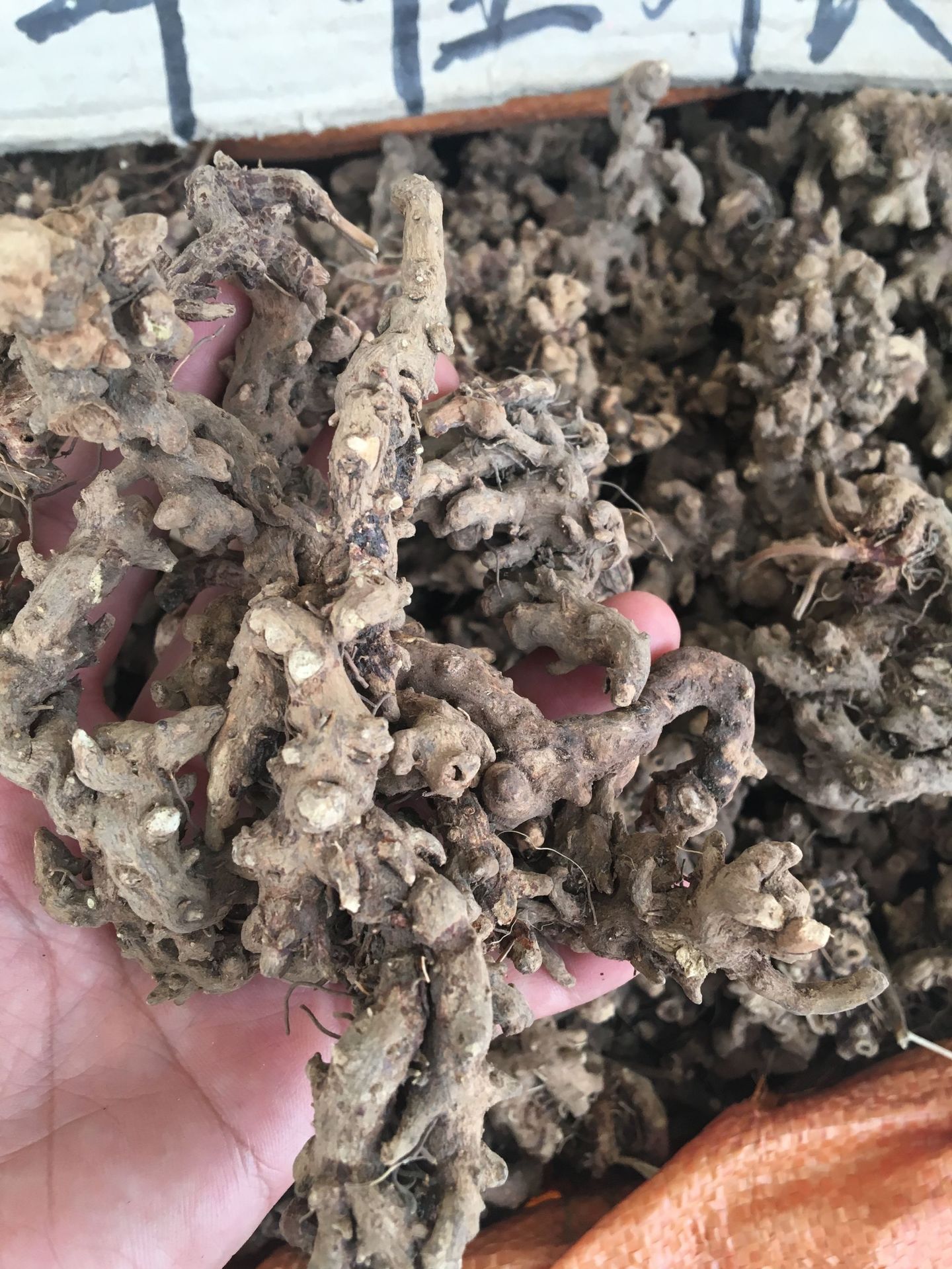 批发农家晒干淫羊藿根 仙灵脾淫羊藿根