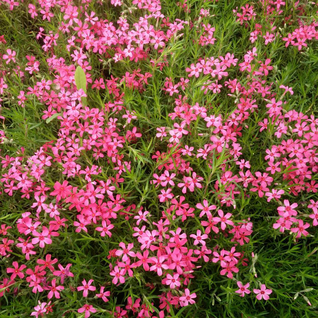 宿根花卉福禄考哪里好请来青州盈丰花卉 颜色全花苗正 芝樱