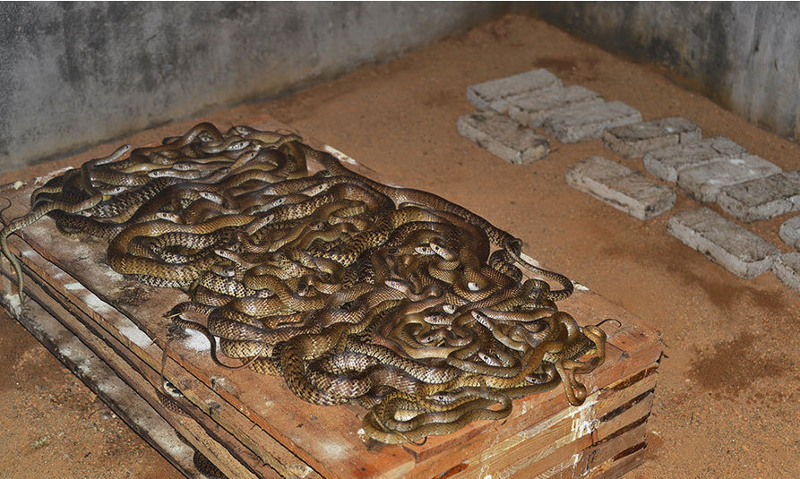 哪种除臭液给蛇房除臭可以带蛇喷洒