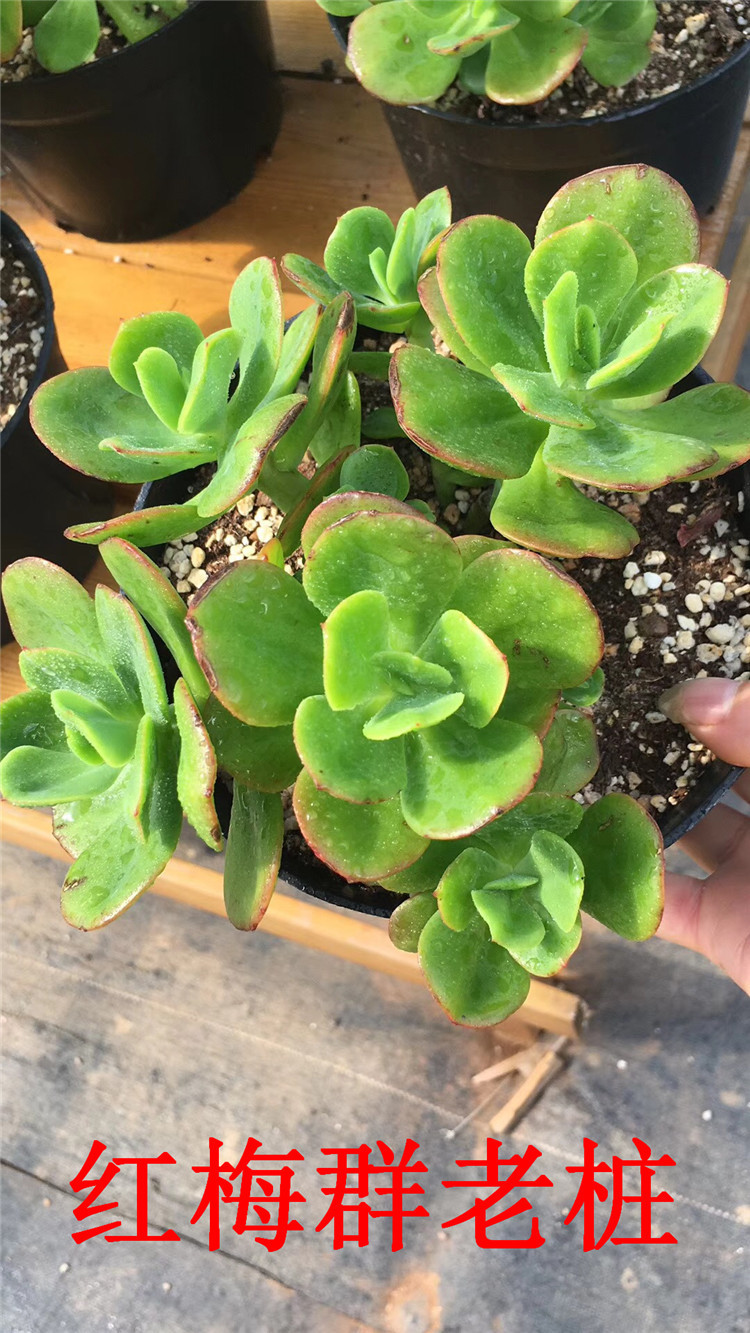 159多肉植物大棚批发 红梅群老桩8头起16cm多肉人气品种 限量裸根