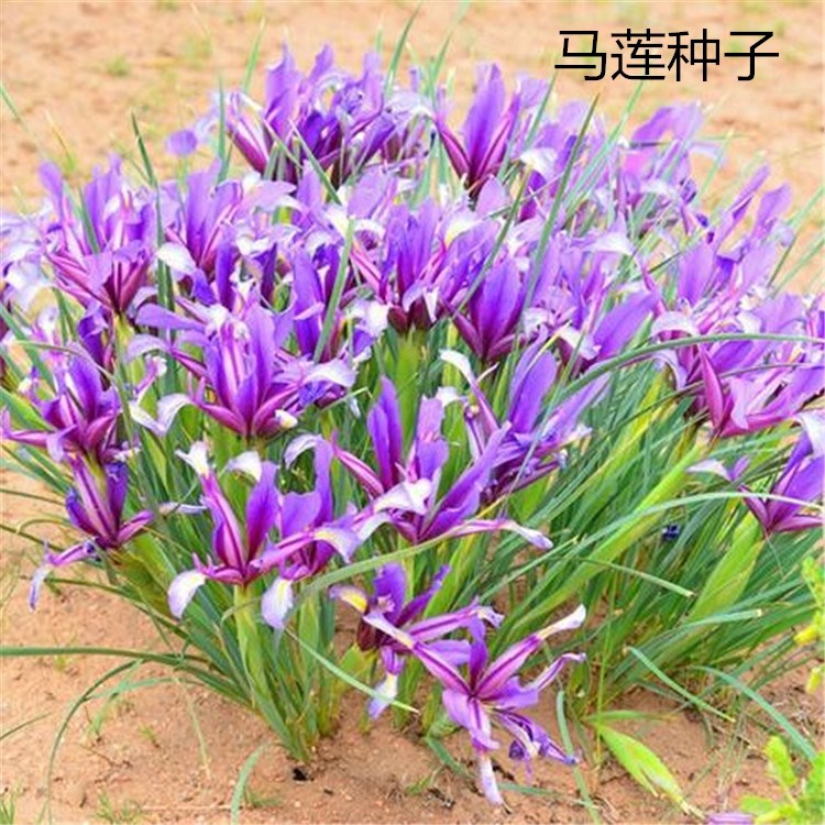 散装马莲种子马莲花种子马兰花种子耐旱耐寒简单易种花草种籽批发