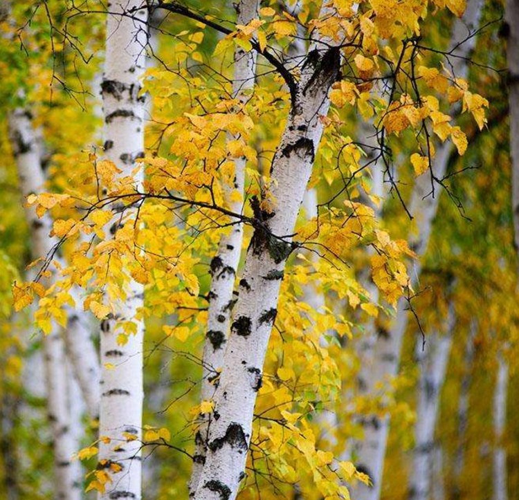 天然白桦树白桦树杈枯树背景墙装饰婚庆树橱窗隔断树枝白桦树杈