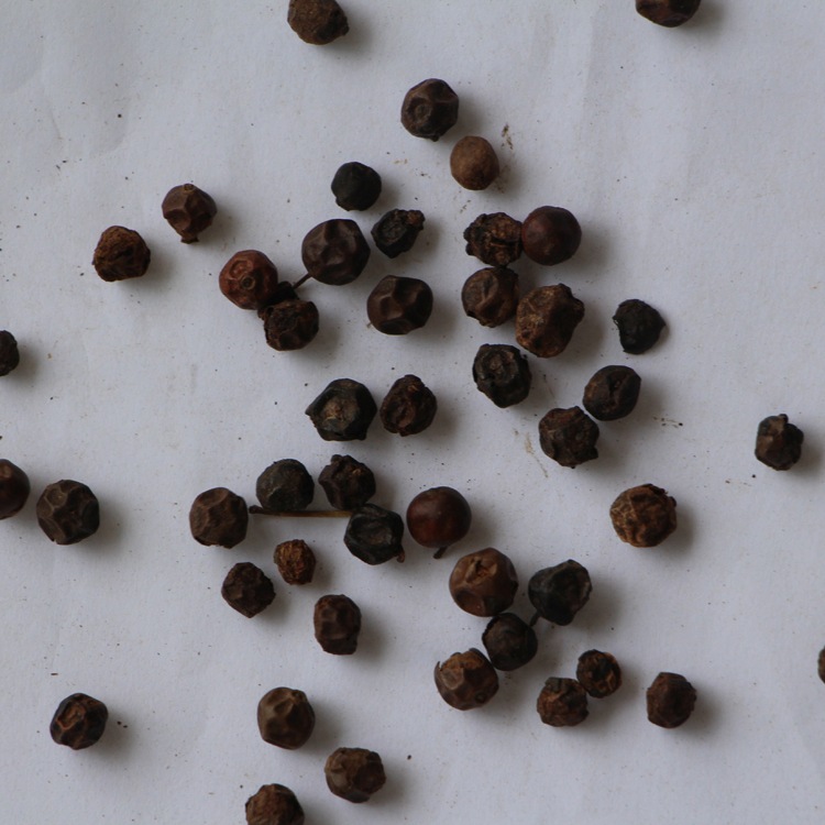 枸骨种子价格 构骨种子 绿化林木 枸骨种子 量大优惠 欢迎选购