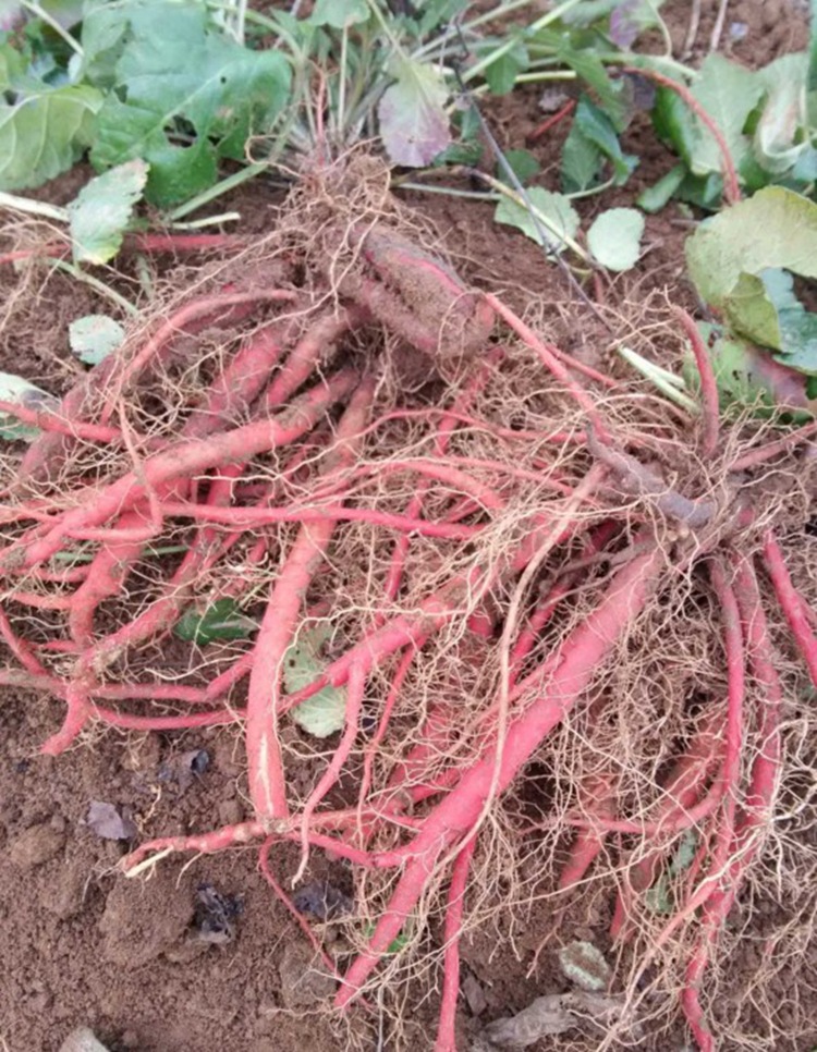 丹参种子 赤参 新采药材种子红丹参 红根血参根 紫丹参种子 易种