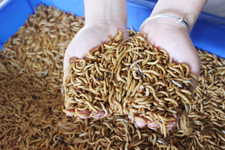 养殖厂批发面包虫干厂家直销黄粉虫干仓鼠零食观赏鱼粮龟粮饲料