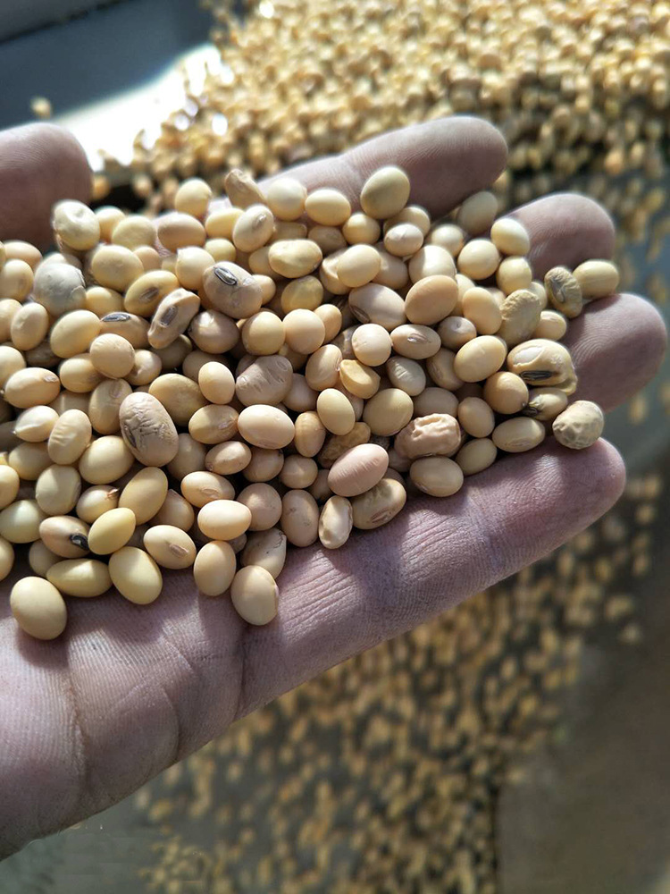 江苏产地销售杂花豆 五谷杂粮大豆 用豆制品 豆芽菜豆