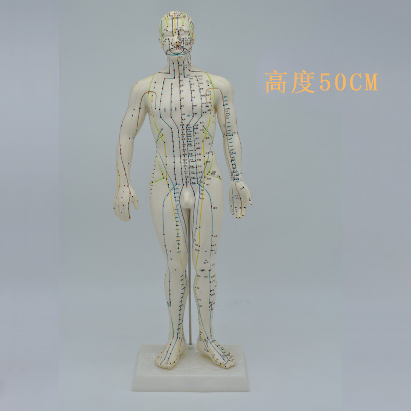 上海伟叶牌 人体普通针灸穴位针灸模型 人男模50cm女模48cm