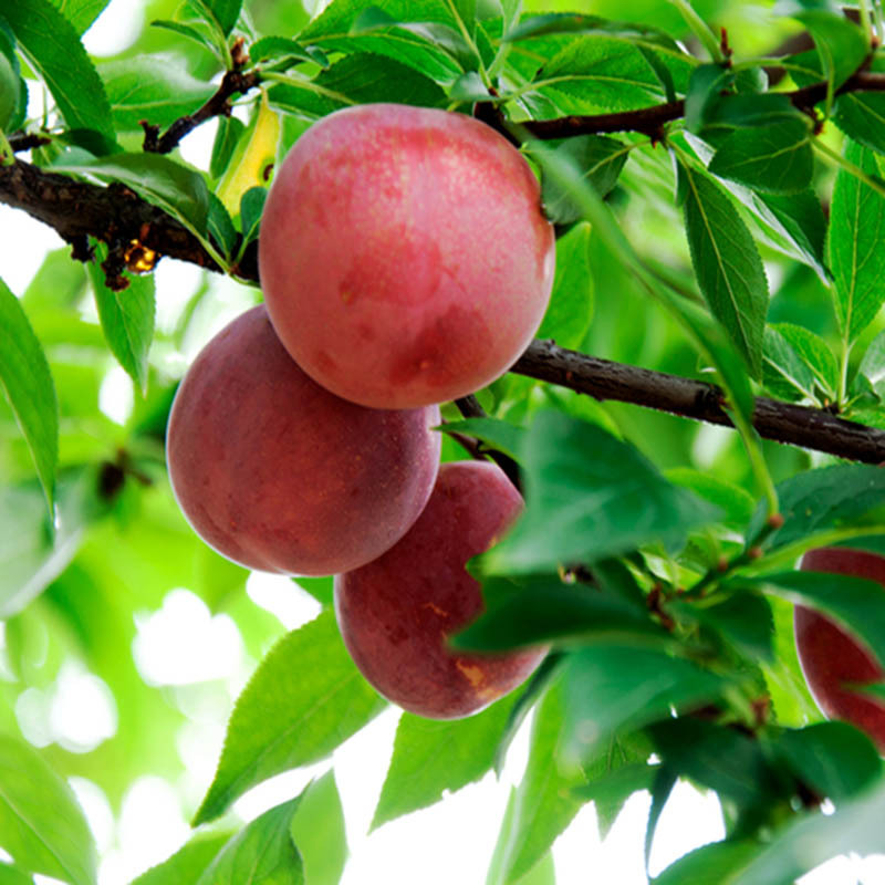 大量秋姬李子苗现挖现卖红喜梅李子苗当年结果3公分脆红李子苗