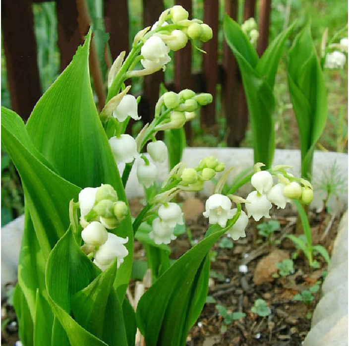 四季开花浓香型绿植铃兰花苗盆栽 阳台芳香浓香花卉植物
