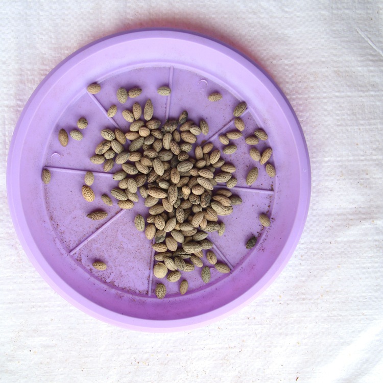 杜英种子 小杜英种子 沙藏露芽 大叶杜英 小叶杜英 彩色行道树种