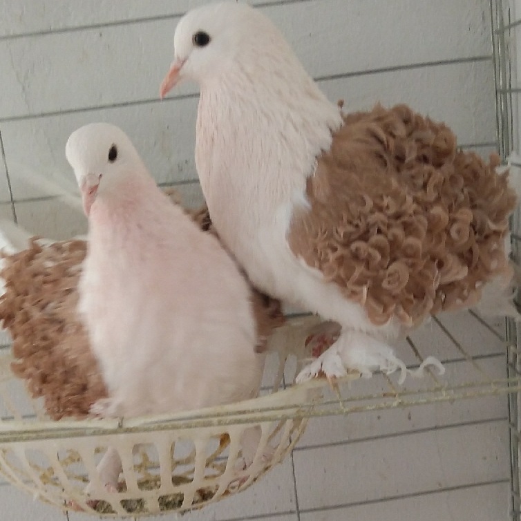 白芙蓉鸽图片 黄马甲芙蓉鸽青年鸽 黑芙蓉观赏鸽种鸽 观赏鸽品种