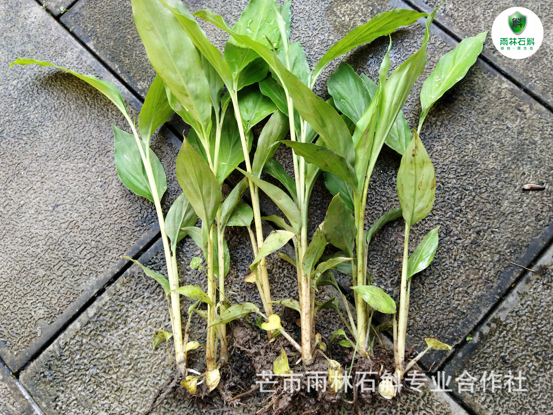 优质草果 带根草果苗 优质草果种苗 根茎粗壮 易成活 基地直销