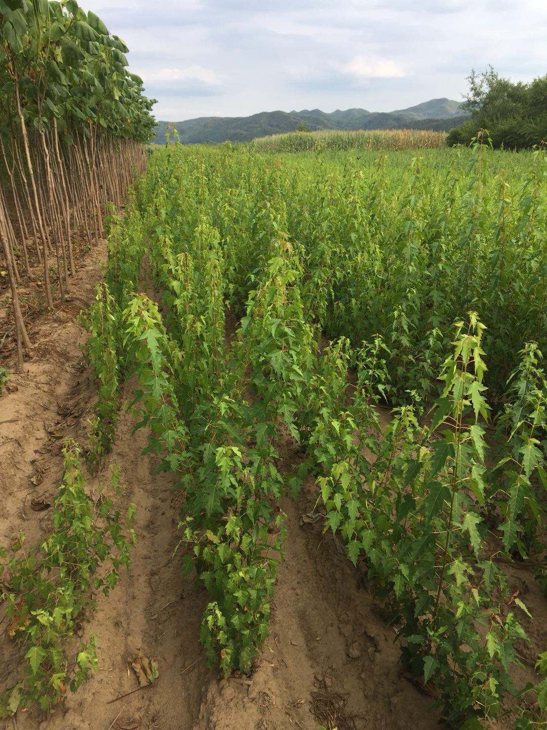 批发三角枫 丛生茶条槭 三角枫小苗