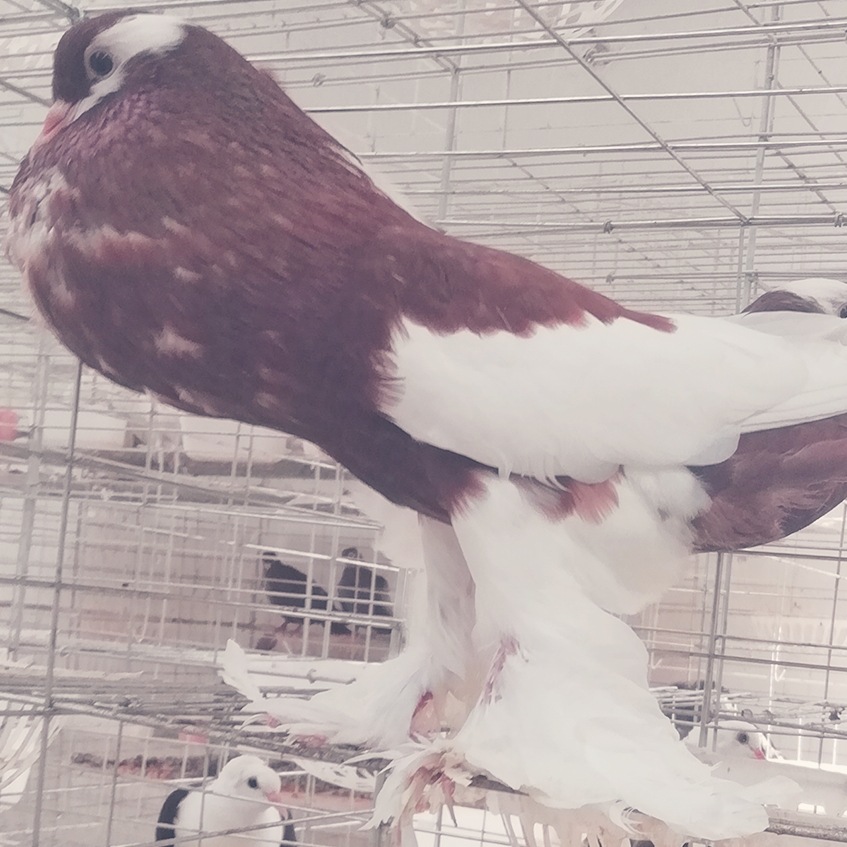 黄马甲球胸鸽子图片 黑色眼睛球鸽子 球胸观赏鸽养殖场