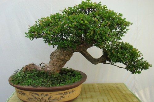 野生捻子树苗果树捻子果苗山捻子苗乌稔桃金娘山花烂漫盆栽棯子苗