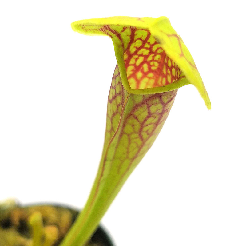 天鹅铠甲瓶子草s级奇趣食虫植物 菲朗园艺花卉盆栽源头基地批发