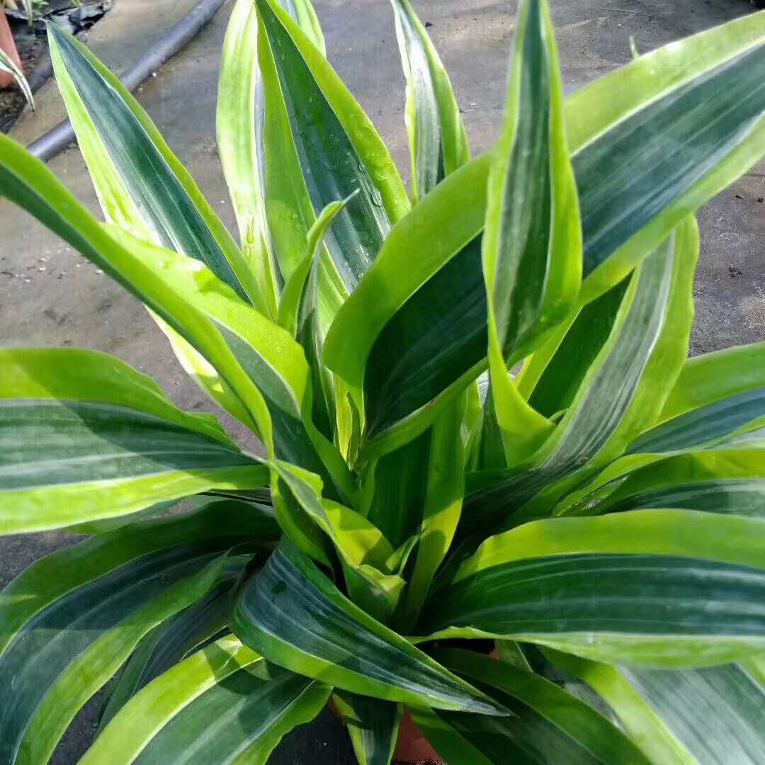 【基地直销】室内绿化植物 花卉盆栽 观赏绿植(140)巴西美人