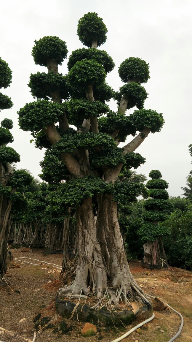 四川造型小叶榕树桩头盆景_重庆景观造型小叶榕桩头绿化树