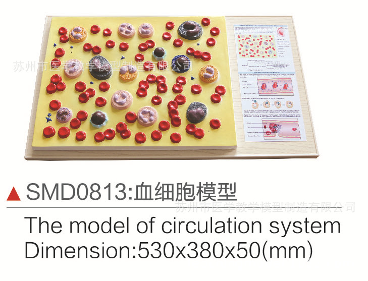 smd0813血细胞模型