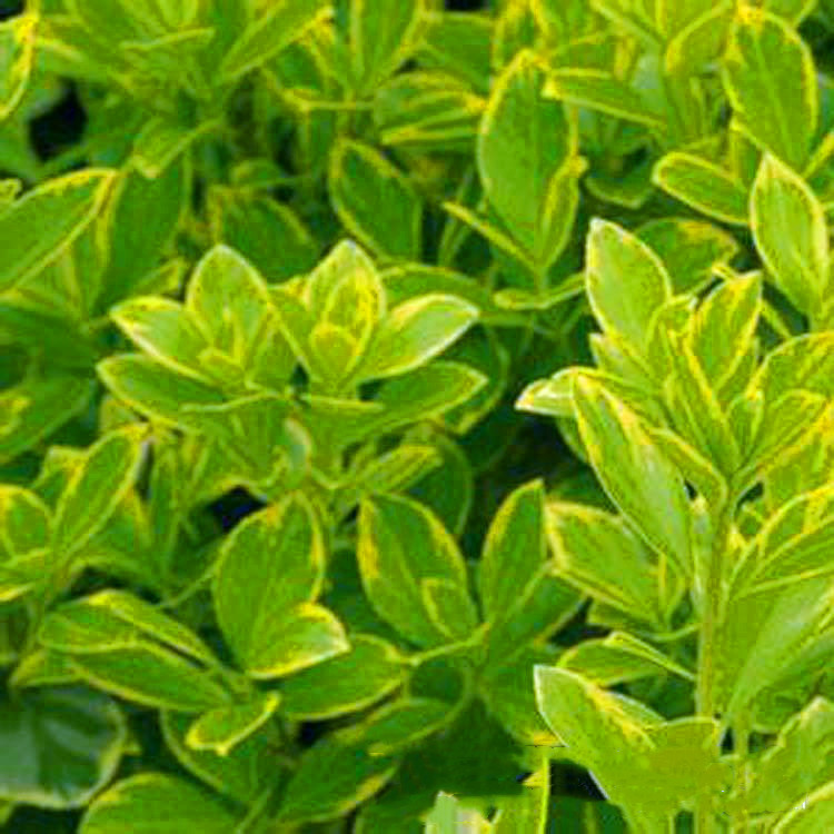 金边黄杨,又名:金边冬青卫矛,正木,金边七里香.