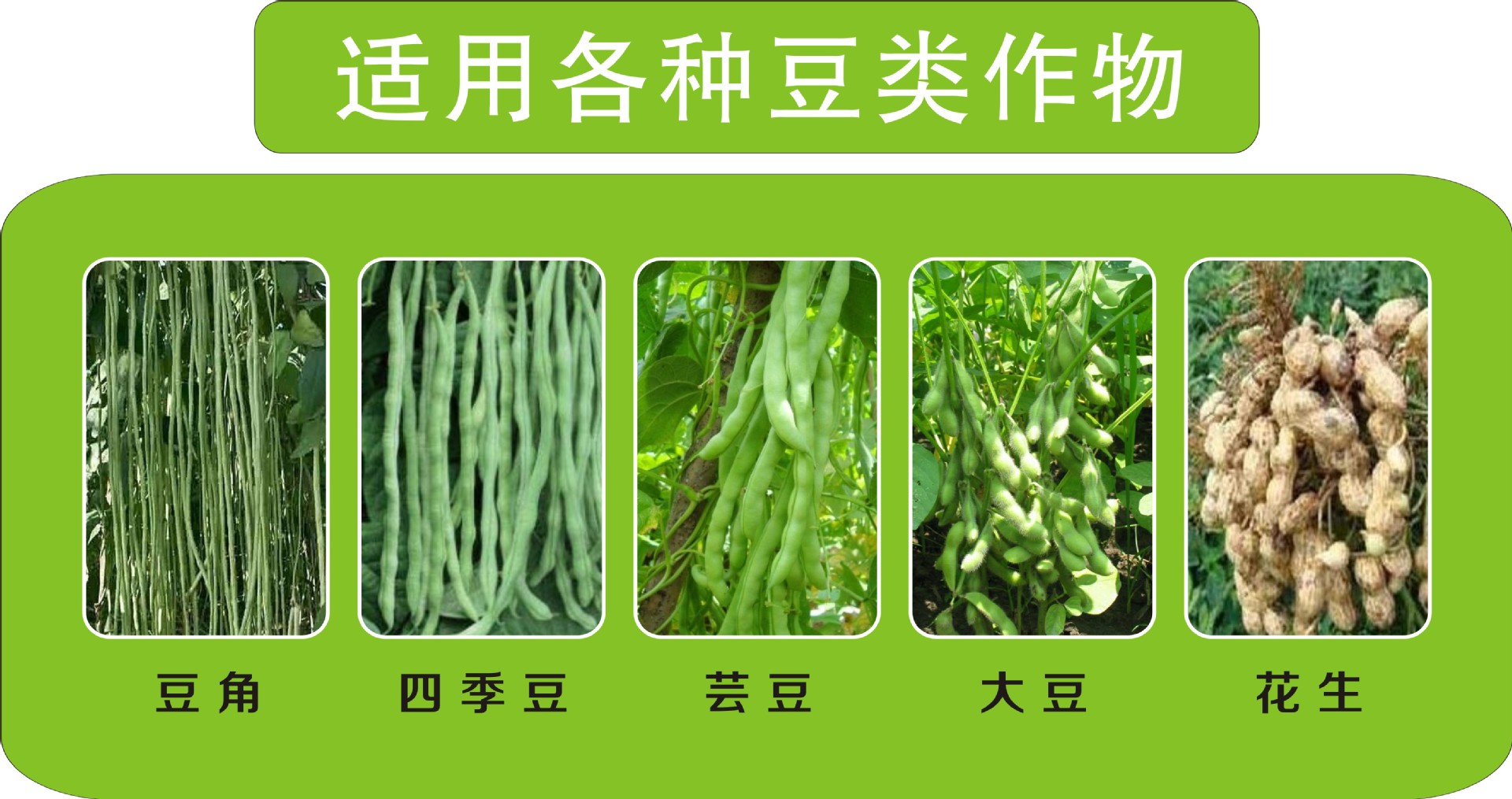 四季豆豆角芸豆豆类蔬菜保花坐果促长保花剂安全简单开金豆美多肥