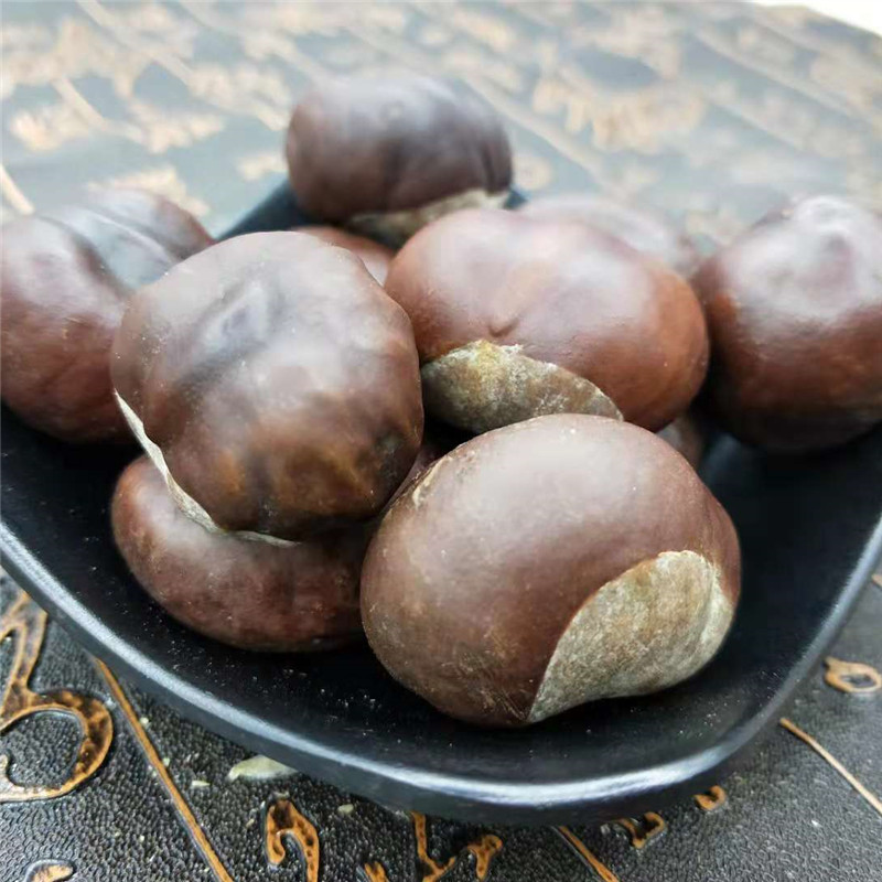 娑罗子中药材 梭罗子 婆罗子 桫椤果 支持药检 产地货源 承接订单