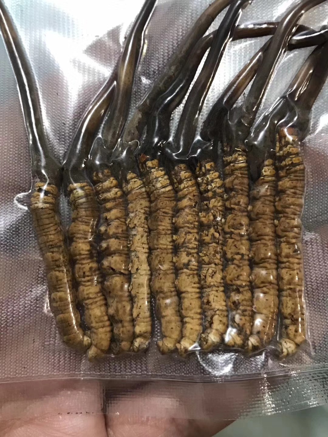 【50条顺丰包邮】2018年新鲜冬虫夏草 香格里拉东旺 产地直批虫草