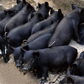 甘肃三元小黑猪苗价格陕西三元小黑猪崽批发山西黑崽猪苗母猪价格