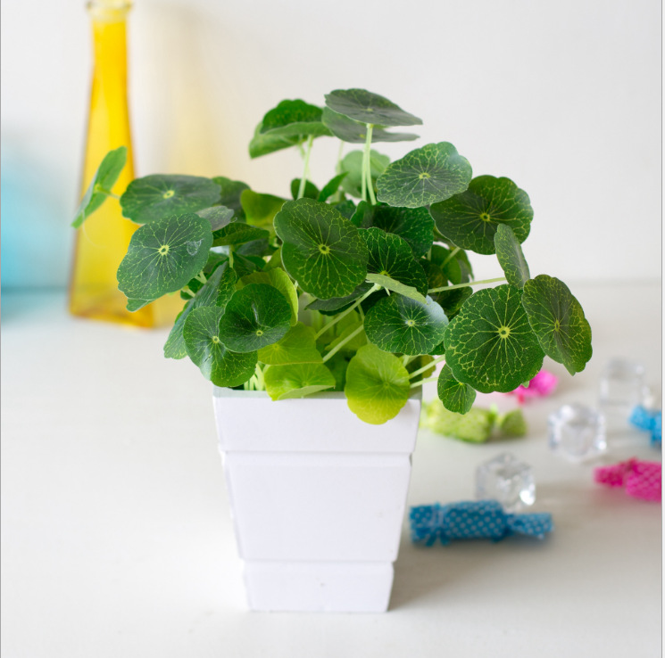 铜钱草/小荷叶也为我们博得一个好彩头,此款为高仿真度小型款式,适合