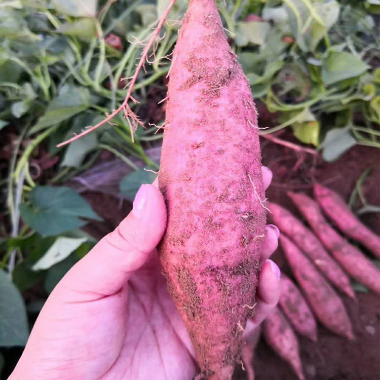 代理货源 陕西沙土板栗红薯 新鲜长条地瓜 5斤箱装包邮 一件代发