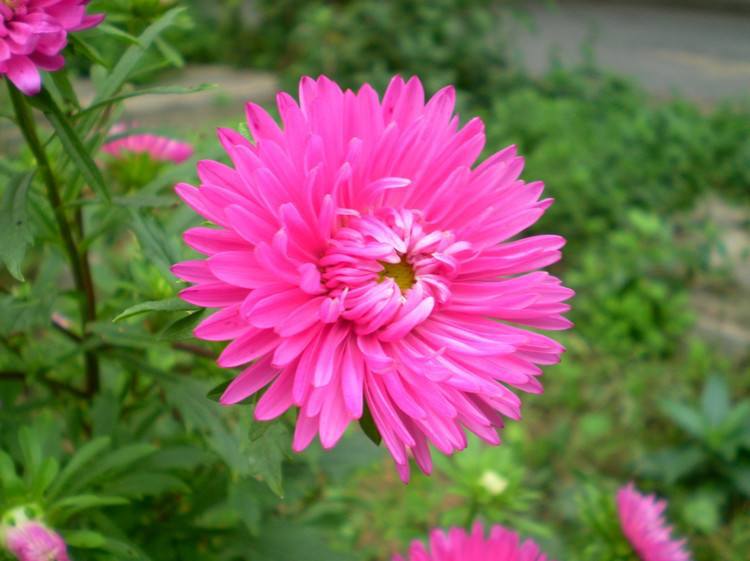 一二年生花卉&mdash;&mdash;翠菊