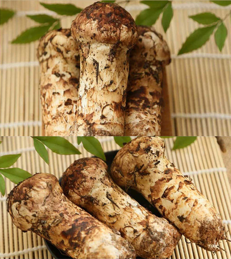 新鲜松茸上市了 香格里拉出口级松茸优质新鲜松茸限量投放市场