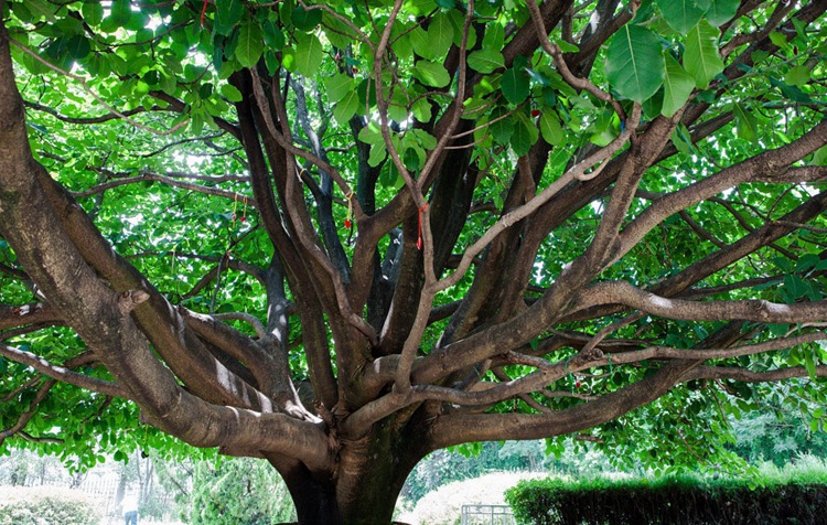 菩提种子 毕钵罗树 印度菩提树 佛树觉树道树 菩提树种子 易种植