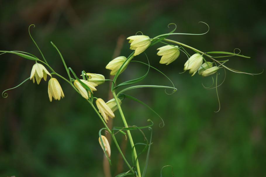 贝母种植要注意哪些事项来提高产量