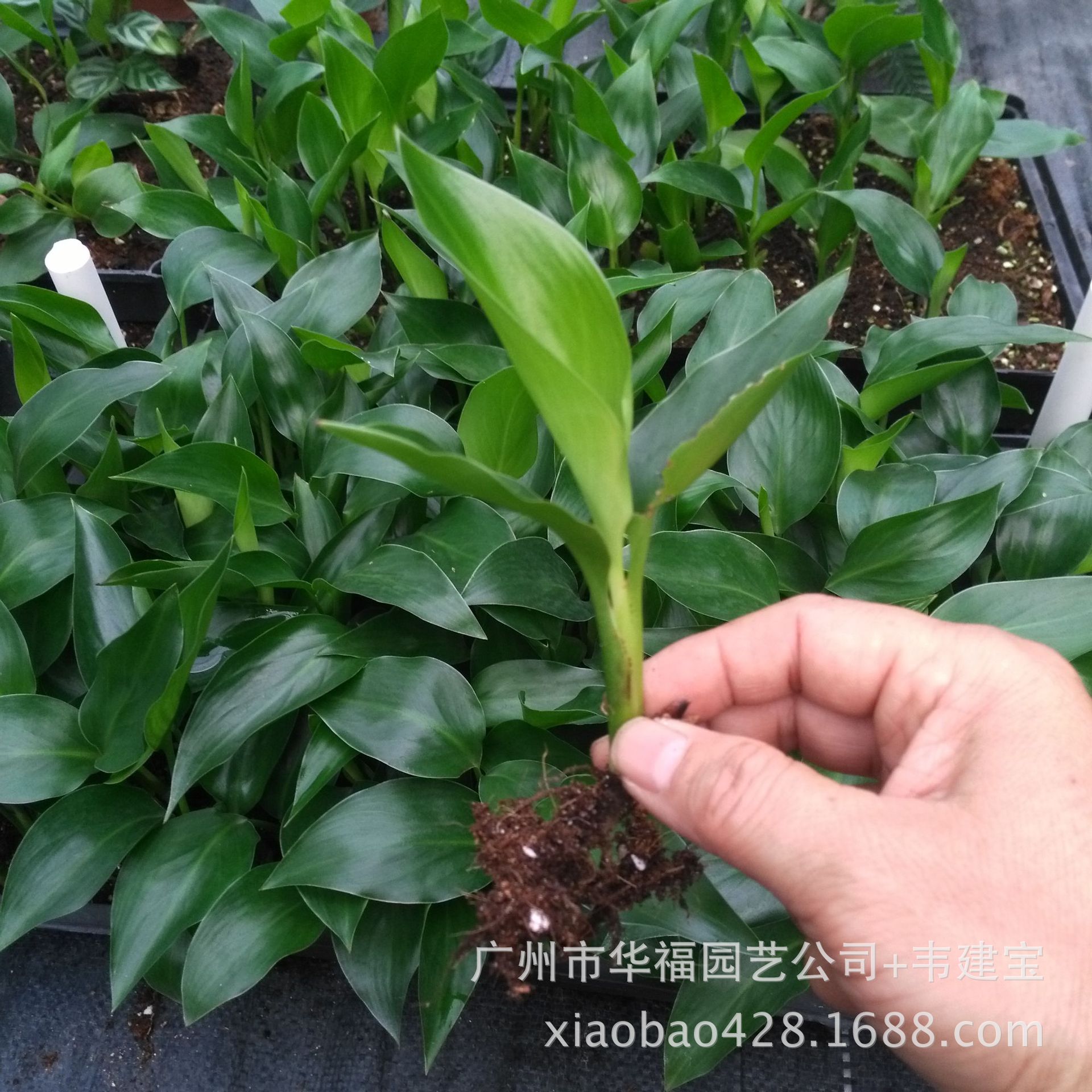 源头厂家供应室内绿植 白花鹤望兰(天堂鸟)苗 花卉种子种苗批发