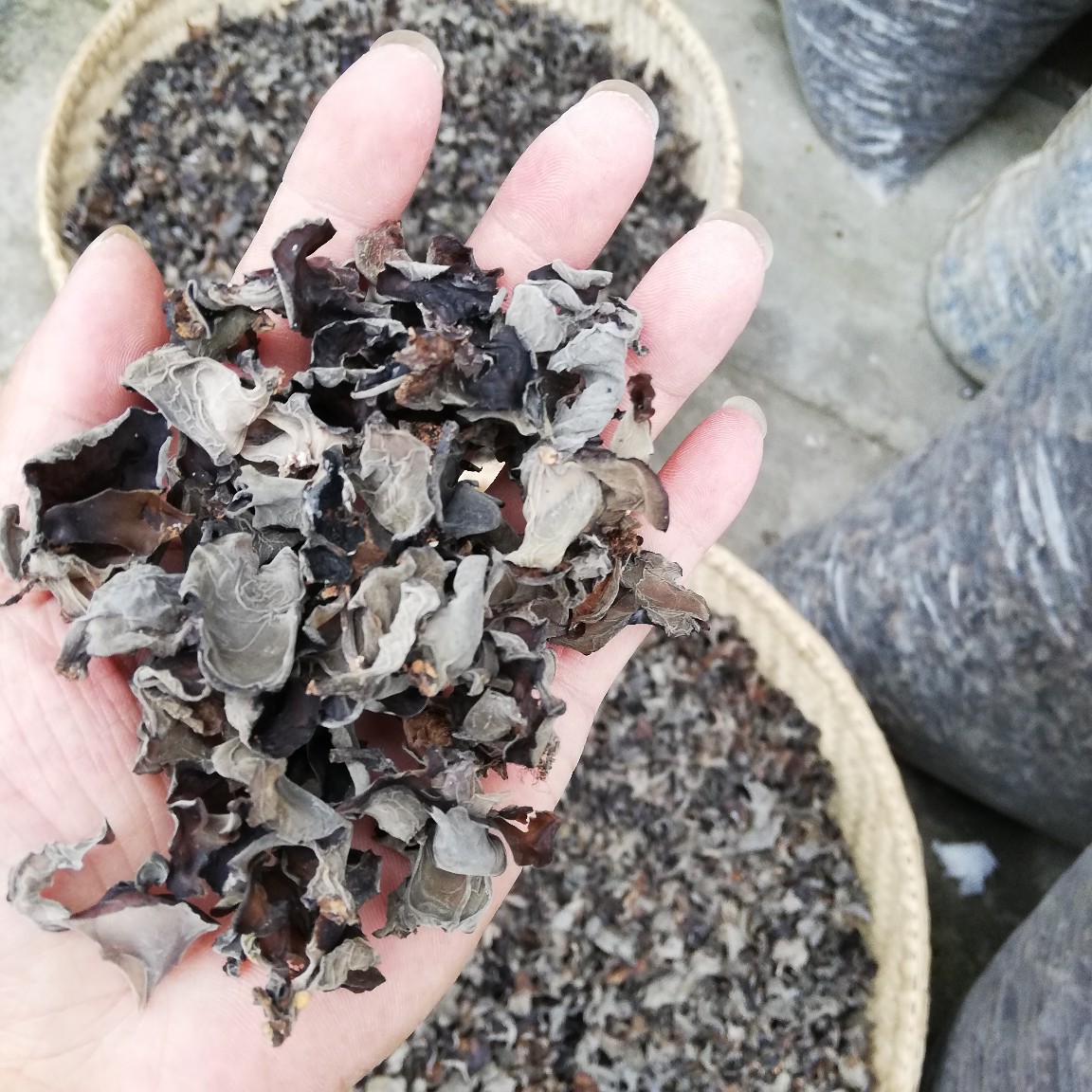 陇南特产裕河青岗木耳