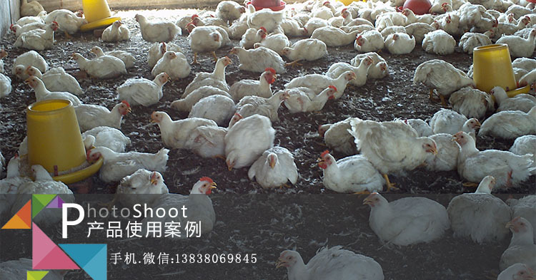 养鸡发酵床菌种使用案例