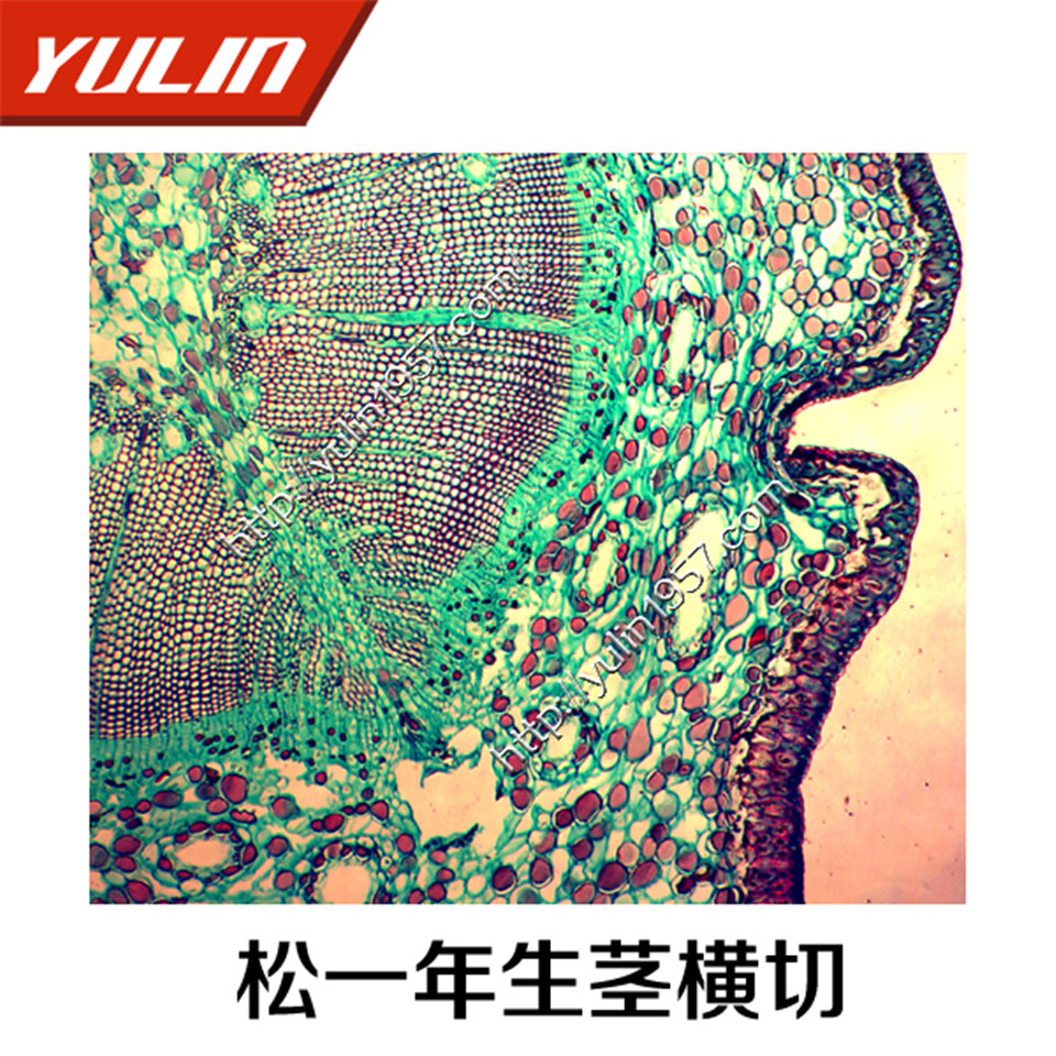 植物类生物学显微镜切片标本 生物实验松一年生茎横切