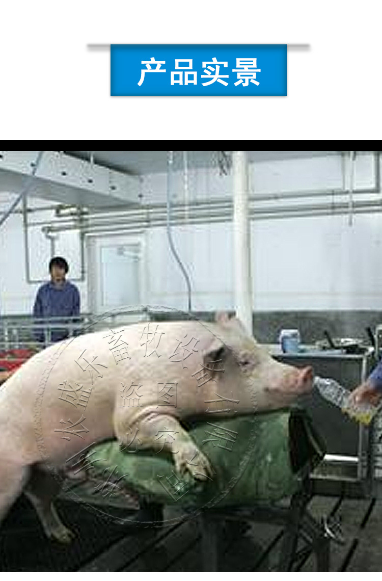 畜牧,养殖业机械-公猪用假母台 帆布橡胶假母猪台采精台 猪人工授精